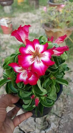 Цветок с полосками — отличительная черта сомалийского адениума, которую унаследовал родственник