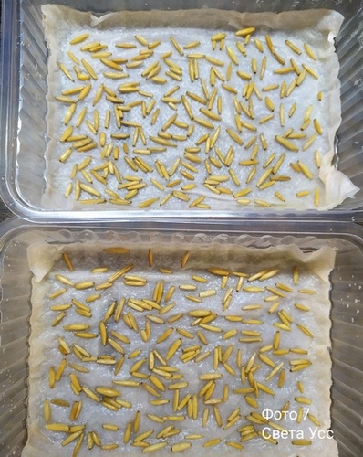 Проращивание семян адениумов на салфетках