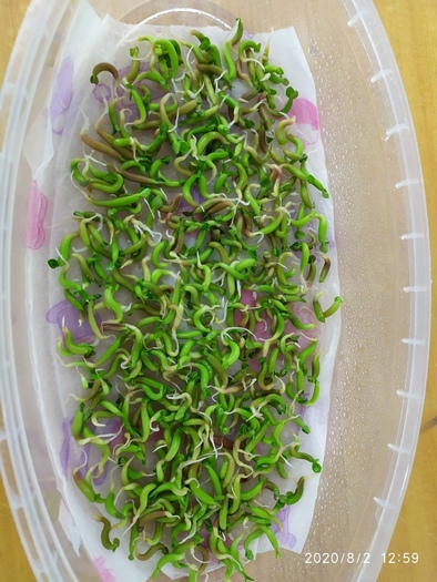 Проращивание семян адениумов на салфетках