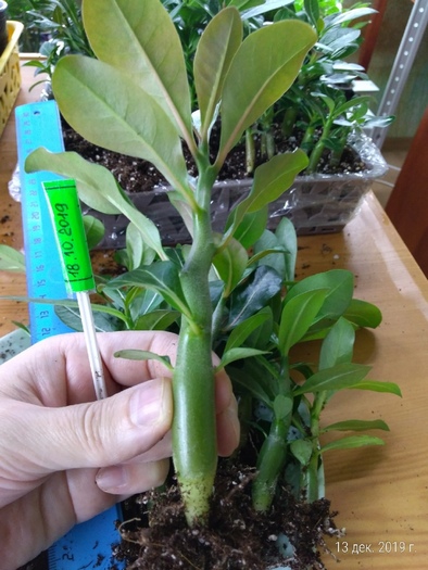 Выращивание адениумов в торфогрунте