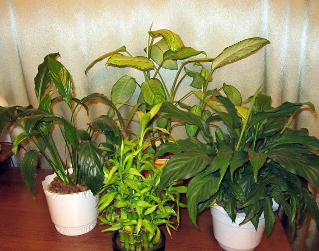 Минеральные удобрения для комнатных растений
