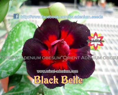 Black Belle (Black Beauty)