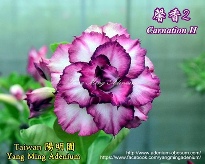 Carnation II