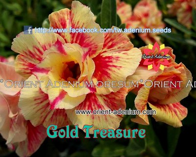 Gold Treasure (Yellow Treasure)