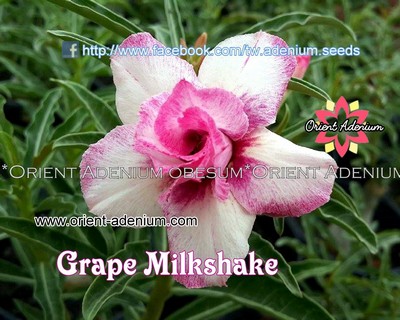 Grape Milkshake