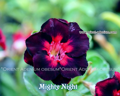 Mighty Night