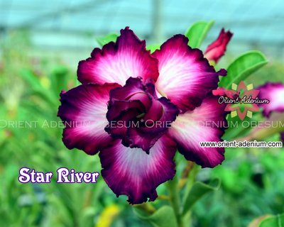 Star River