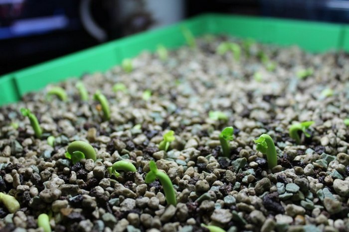 Инструкция по выращиванию адениума из семян