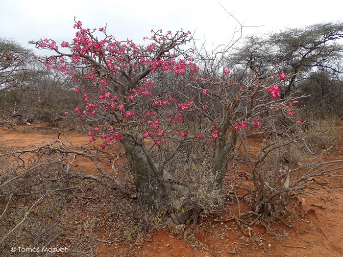 Сомалийский вид в Эфиопии. Рядом растут древовидная и кустарниковая формы