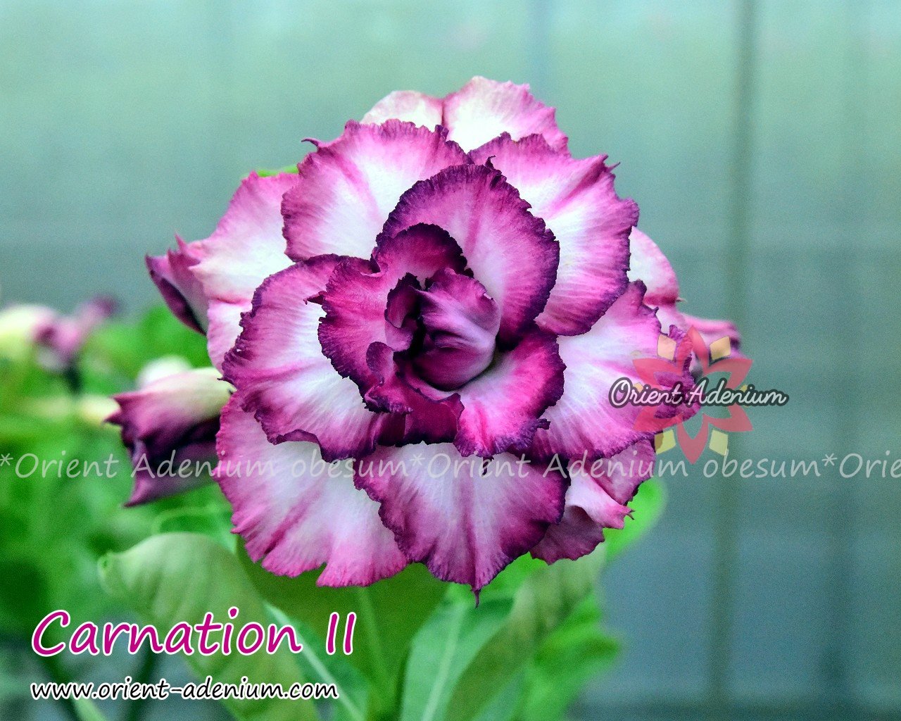 Адениум Тучный Carnation II