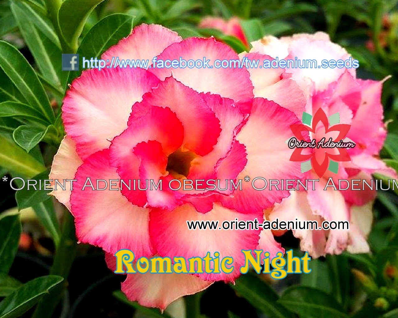 Адениум Тучный Romantic Night
