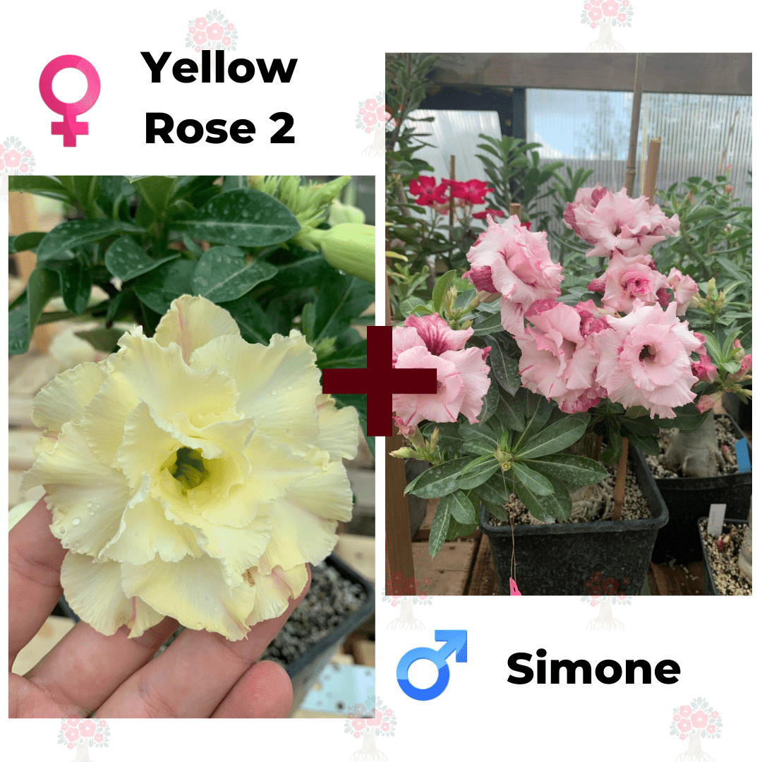 Адениум РО Yellow Rose 2 + Simone