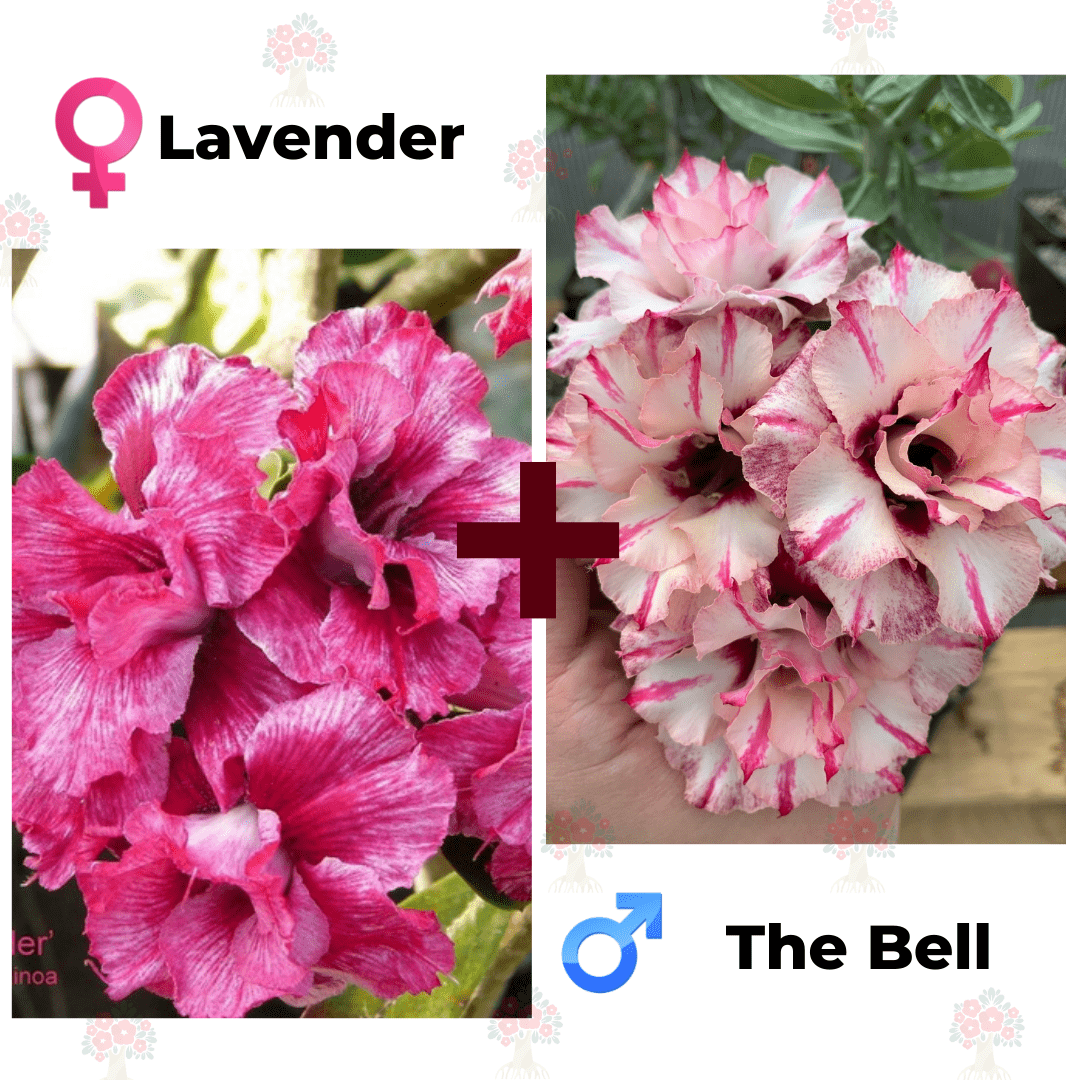 Адениум РО Lavender + The Bell