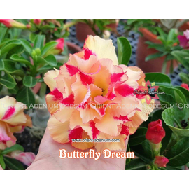 Адениум Тучный Butterfly Dream