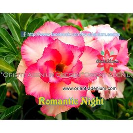 Адениум Тучный Romantic Night