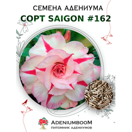 Адениум Тучный от Saigon Adenium № 162