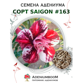 Адениум Тучный от Saigon Adenium № 163
