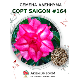 Адениум Тучный от Saigon Adenium № 164