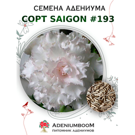 Адениум Тучный от Saigon Adenium № 193