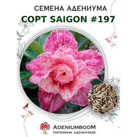 Адениум Тучный от Saigon Adenium № 197