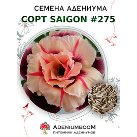 Адениум Тучный от Saigon Adenium № 275