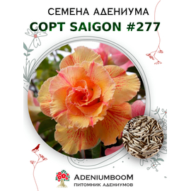 Адениум Тучный от Saigon Adenium № 277