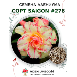 Адениум Тучный от Saigon Adenium № 278