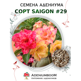 Адениум Тучный от Saigon Adenium № 29