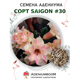 Адениум Тучный от Saigon Adenium № 30