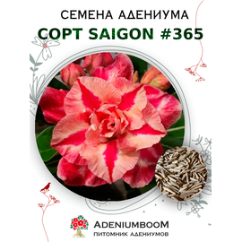 Адениум Тучный от Saigon Adenium № 365