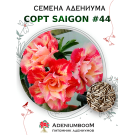 Адениум Тучный от Saigon Adenium № 44