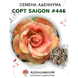 Адениум Тучный от Saigon Adenium № 446