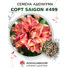 Адениум Тучный от Saigon Adenium № 499