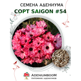 Адениум Тучный от Saigon Adenium № 54