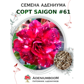 Адениум Тучный от Saigon Adenium № 61