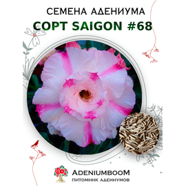 Адениум Тучный от Saigon Adenium № 68