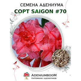 Адениум Тучный от Saigon Adenium № 70