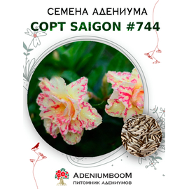 Адениум Тучный от Saigon Adenium № 744