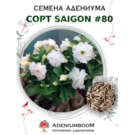 Адениум Тучный от Saigon Adenium № 80