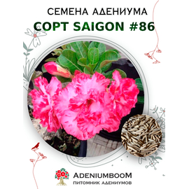 Адениум Тучный от Saigon Adenium № 86