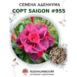 Адениум Тучный от Saigon Adenium № 955