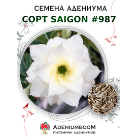 Адениум Тучный от Saigon Adenium № 987
