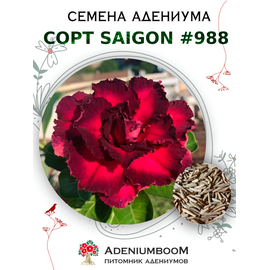 Адениум Тучный от Saigon Adenium № 988
