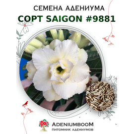 Адениум Тучный от Saigon Adenium № 9881