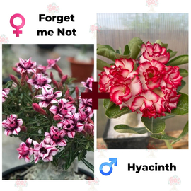 Адениум РО Forget me Not + Hyacinth