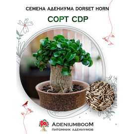 Адениум Dorset Horn 95-100% CDP