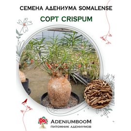 Адениум Сомалийский Crispum 100%