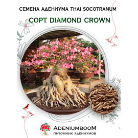 Адениум Тай Сокотранум Diamond Crown