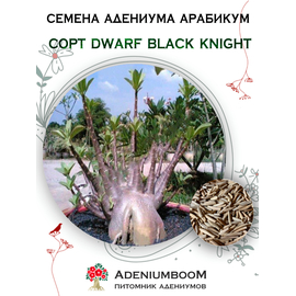 Адениум Арабикум Dwarf Black Knight