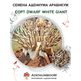 Адениум Арабикум Dwarf White Giant
